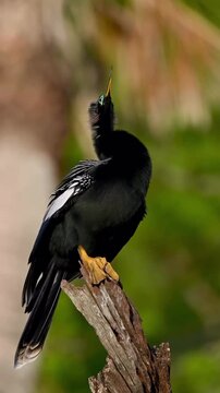 Male Anhinga Bird Perched on Branch Preening and Spreading Wings
