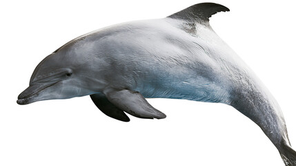Gray dolphin with black dorsal fin swimming © darietta