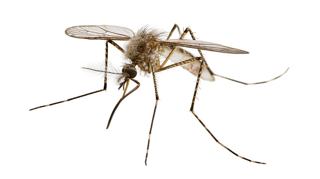 Detailed macro view of a mosquito with delicate wings and long legs