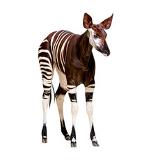 Naklejka premium Okapi animal standing on isolated white background