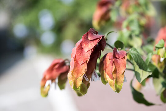 Beautiful shrimp plant (Justicia brandegeeana) flowers.