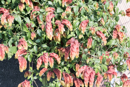 Beautiful shrimp plant (Justicia brandegeeana) flowers.