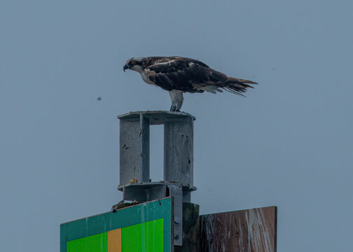 Osprey seen at Corpus Christi in Texas