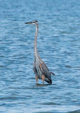 Great Blue Heron wading through the water at Corpus Christi. Texas