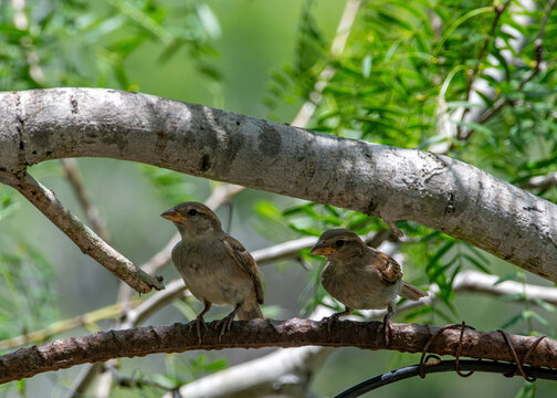 Two young House Sparrows resting in the shade