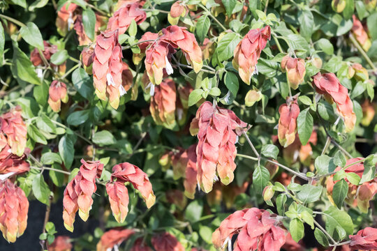 Beautiful shrimp plant (Justicia brandegeeana) flowers.