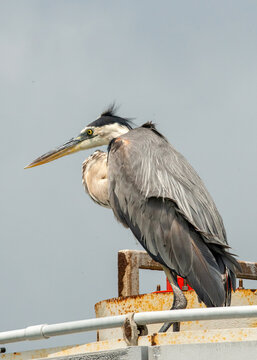 Great Blue Heron seen in at Corpus Christi, Texas