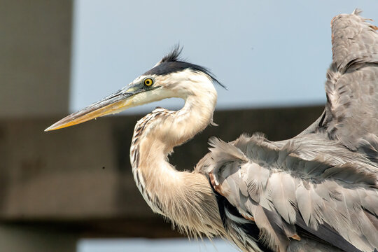 Great Blue Heron seen in at Corpus Christi, Texas