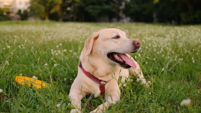 Yellow Labrador Retriever Lying in Grass and Looking at Camera After Playing Fetch