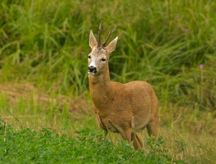 Wild Roe Deer Standing in Green Meadow Eating Grass Near Forest Edge © Mindaugas Dulinskas