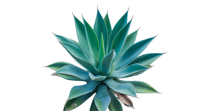 A vibrant green agave plant with sharp, pointed leaves arranged in a rosette pattern, isolated on a clean white background, for botanical display isolated on a transparent background