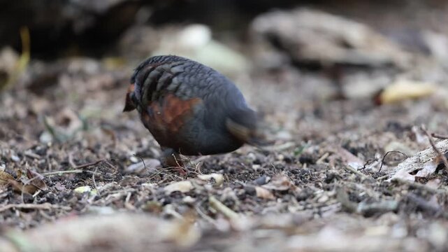 Chestnut-bellied partridge (Arborophila javanica) also known as chestnut-bellied hill-partridge or Javan hill-partridge in Java Island, Indonesia