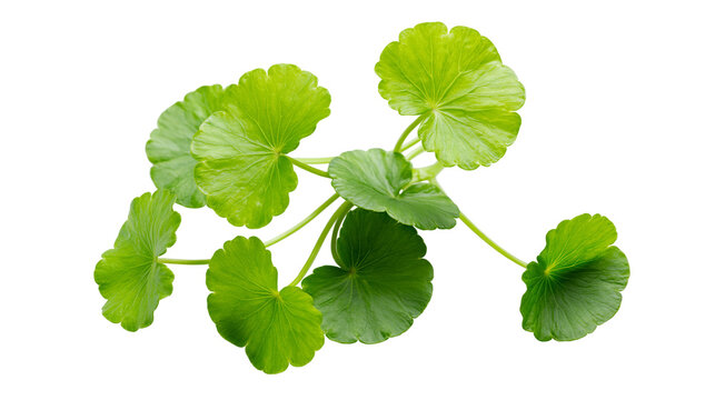 Green Gotu Kola leaves with stems on white