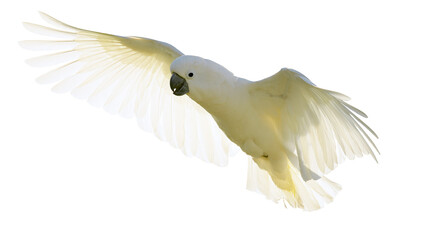 White cockatoo bird in flight with wings spread © Clementine