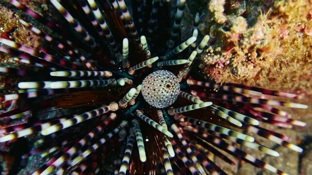 八丈島で見られるウニのトゲと中心部のクローズアップ