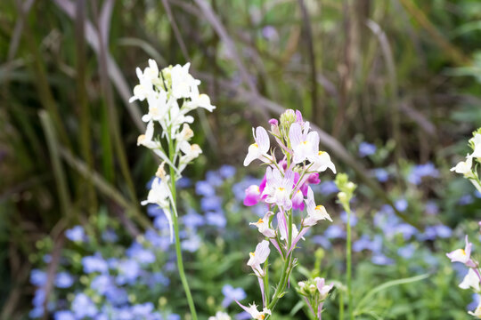 Beautiful Moroccan toadflax (Linaria maroccana) flowers.