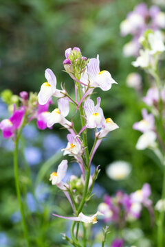 Beautiful Moroccan toadflax (Linaria maroccana) flowers.
