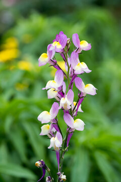 Beautiful Moroccan toadflax (Linaria maroccana) flowers.