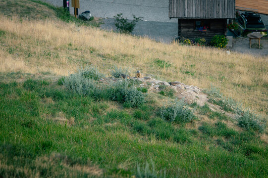 Marmottes sur un tas de pierres dans une prairie de montagne au Queyras