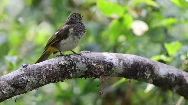 The orange-spotted bulbul (Pycnonotus bimaculatus tenggerensis) is a species of songbird in the bulbul family of passerine birds. This photo was taken in Java island, Indonesia.