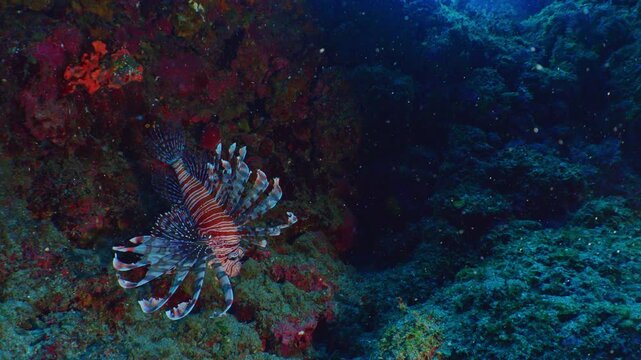 八丈島の海で優雅に泳ぐハナミノカサゴ
