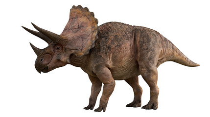 Triceratops dinosaur with three horns and large frill © Lysander