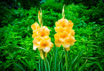 Fototapeta premium Summer garden beauty with yellow gladiolus flowers, vibrant nature and botanical elegance in bloom