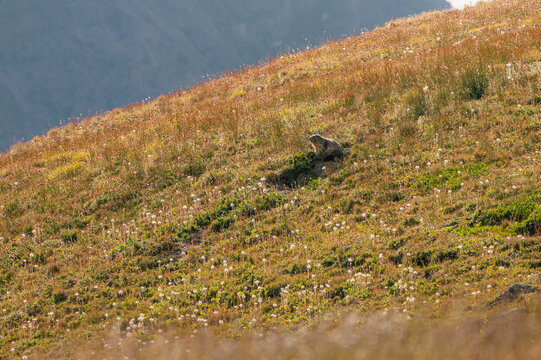 Marmotte sur une pente alpine fleurie dans le Queyras