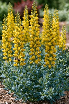Garden portrait of Baptisia sphaerocarpa in full bloom under warm sunlight