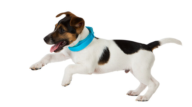 Jack Russell Terrier dog running with blue collar