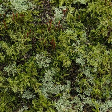 green moss background