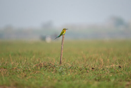 Green tailed bee eater bird perched on a branch with use of selective focus 