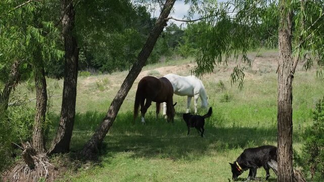Farm dog shaking off water near horses in a Texas summer field