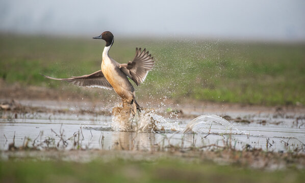 Northern pintail bird flying out of water with use of selective focus 