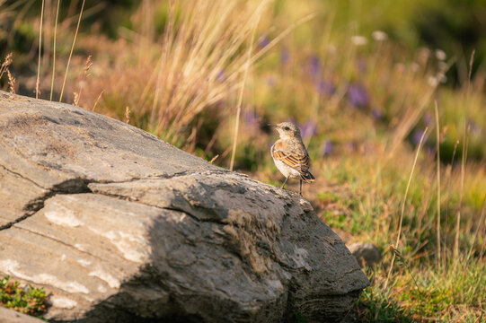 Petit oiseau perch&eacute; sur un rocher dans les herbes sauvages, Queyras