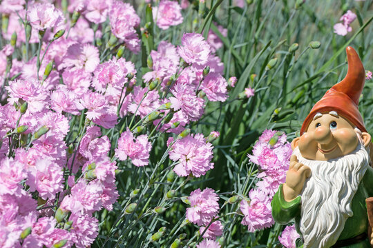 Bl&uuml;hende Nelken, Dianthus, im Garten