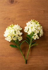 Fototapeta premium Spring floral arrangement fresh white flowers on a natural wooden background nature and growth concept top view with copy space