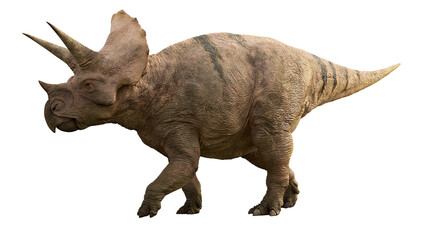 Triceratops dinosaur with three horns and frill © Eustace