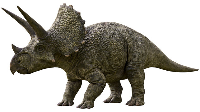 Triceratops dinosaur with three horns and frill