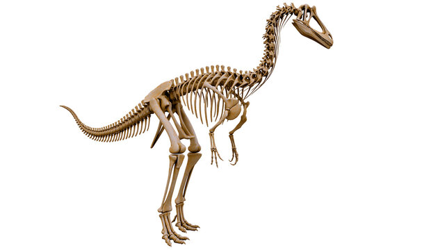 Dinosaur skeleton bipedal theropod fossil, ancient reptile anatomy