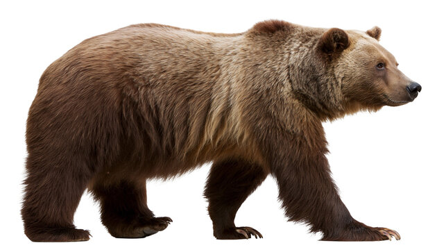 Brown bear walking profile view