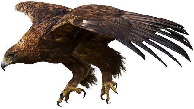 Golden eagle bird with spread wings and sharp talons