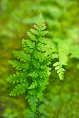 Fresh green fern leaf growing in a summer forest on a soft blurred background © Yana