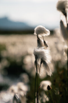 Linaigrettes en fleur dans un pr&eacute; de montagne en contre-jour