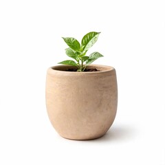 Fototapeta premium Minimal Ceramic Plant Pot with Green Houseplant Isolated on White Background