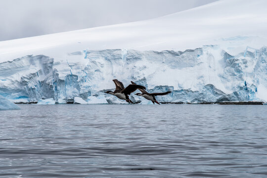 Aerial view of two cormorants flying low over the dark water in front of a massive, towering glacier in Antarctica.