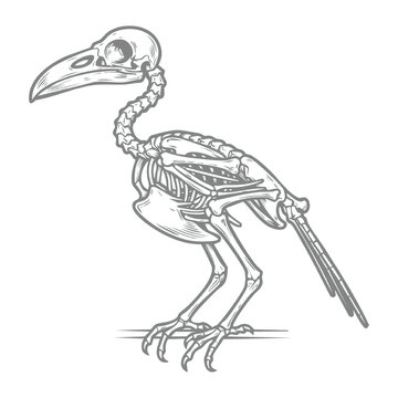 Bird Skeleton Perched on Branch Engraving Style Illustration