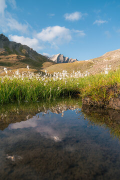 &Eacute;tang de montagne bord&eacute; de linaigrettes avec reflet des sommets, Queyras