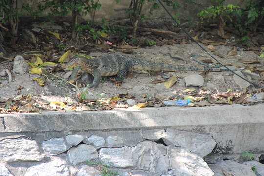 monitor lizard in bangkok in thailand 
