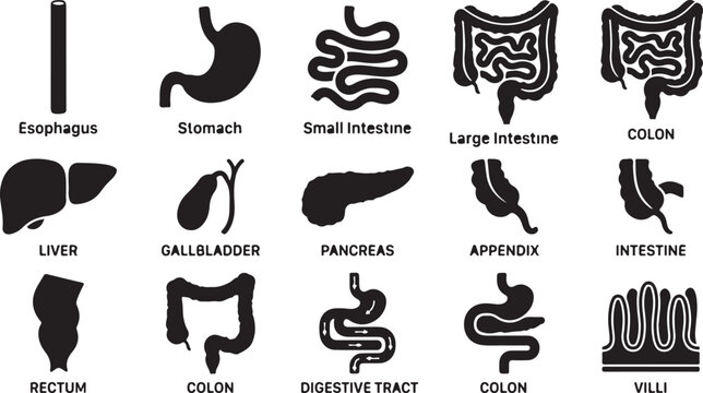 Set of black silhouette representing human digestive system organs, including esophagus, stomach, intestines, liver, gallbladder, pancreas, appendix, rectum, and villi on a white background